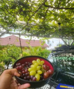 Bibit Anggur Import Berbagai Varian/Jenis