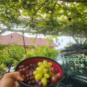 Bibit Anggur Import Berbagai Varian/Jenis