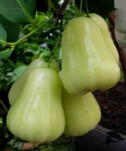 Jambu air madu deli hijau