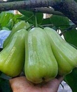 Jambu air madu deli hijau