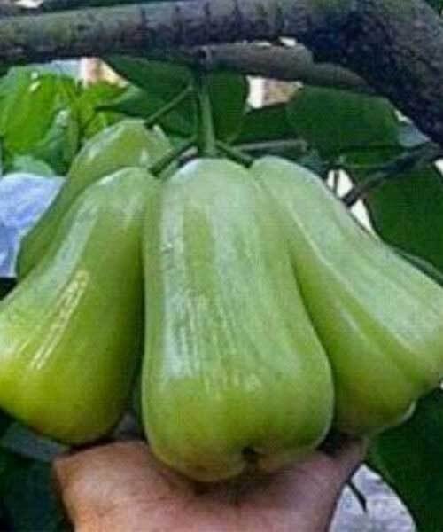 Jambu air madu deli hijau