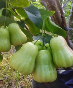 Jambu air madu deli hijau