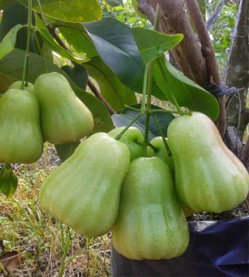 Jambu air madu deli hijau