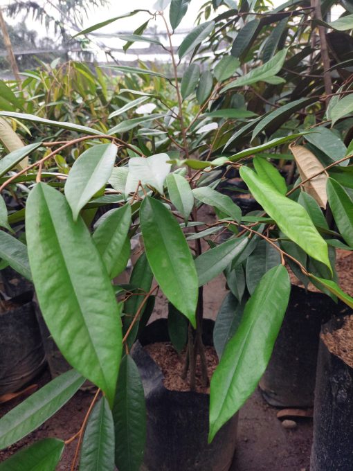 Bibit Durian Musang King Kaki 3