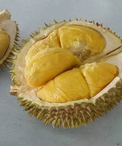 Bibit Durian D24