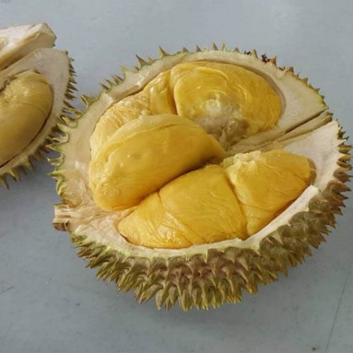 Bibit Durian D24