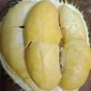 Bibit Durian Kani