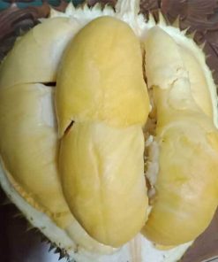 Bibit Durian Kani