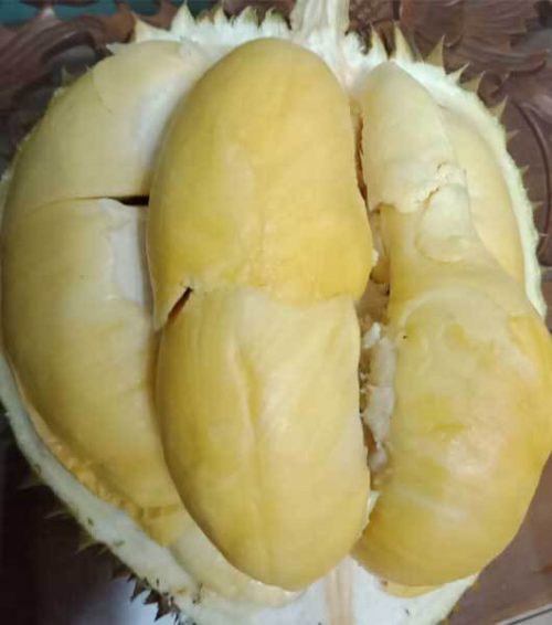 Bibit Durian Kani