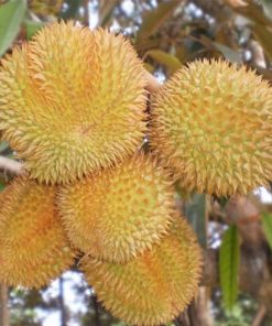 Bibit Durian Matahari