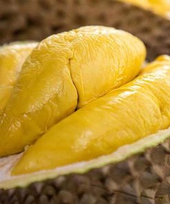 bibit durian montong