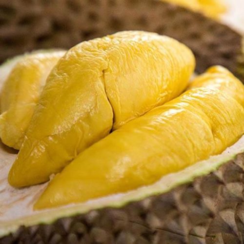 bibit durian montong