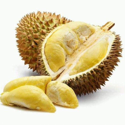 bibit durian montong