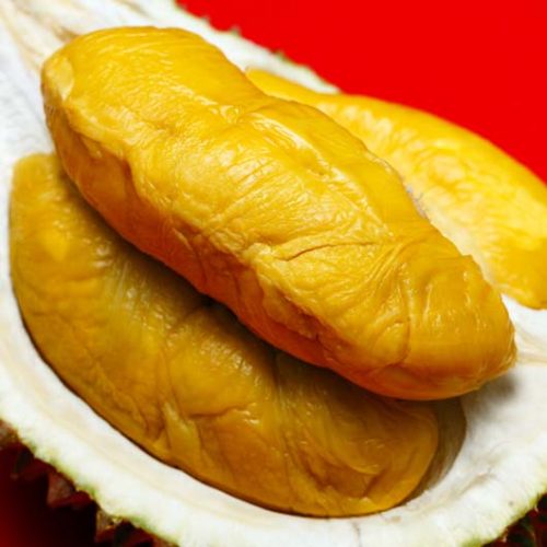 Bibit durian musang king