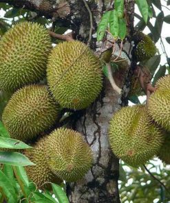 Bibit Durian Musang King