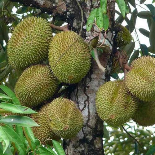 Bibit Durian Musang King