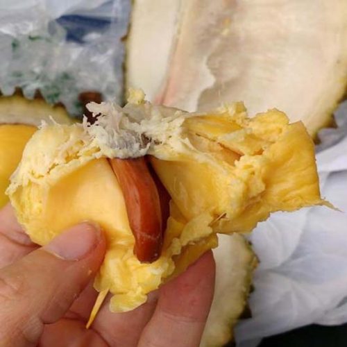 Bibit durian musang king