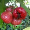 Bibit Jambu air black Kingkong