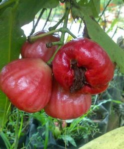 Bibit Jambu air black Kingkong