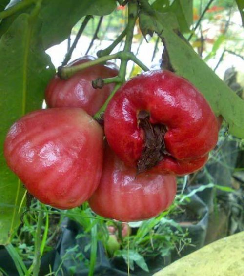 Bibit Jambu air black Kingkong