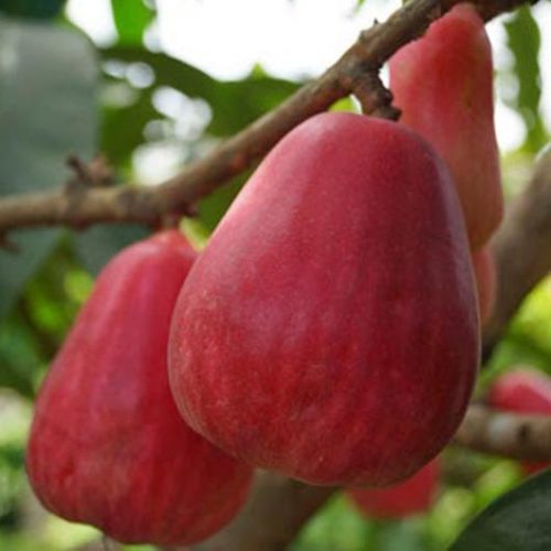 Nama Latin Jambu  Bol  Belajar Agribisnis