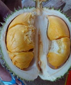 Bibit durian duri hitam