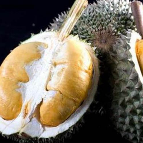 Bibit durian duri hitam