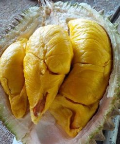 Bibit durian musang king