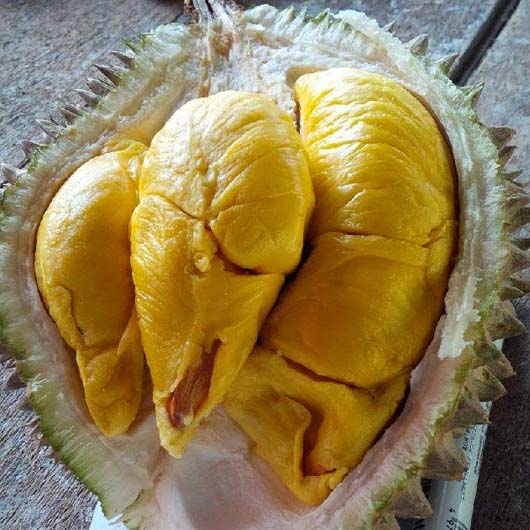 Download 570 Gambar Durian Musang King Original Keren Gratis HD