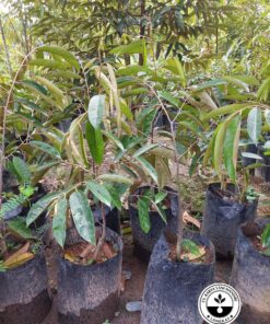 Bibit Durian Super Tembaga Klamunod