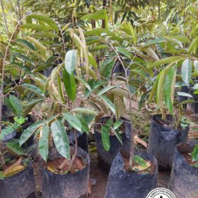 Bibit Durian Super Tembaga Klamunod