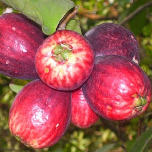 Jual Bibit Jambu Bol Jamaika Unggul Termurah Kartani Co Id