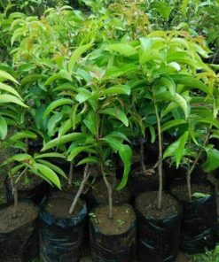 Bibit jambu bol jamaika