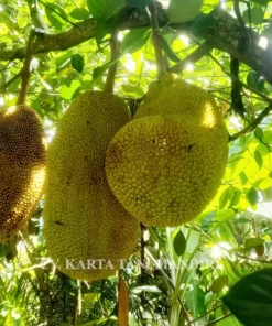 Bibit nangka