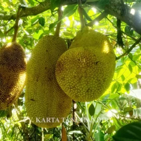 Bibit nangka