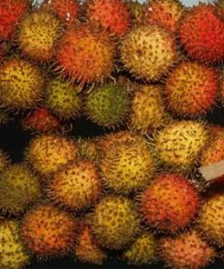 Bibit rambutan Rapiah