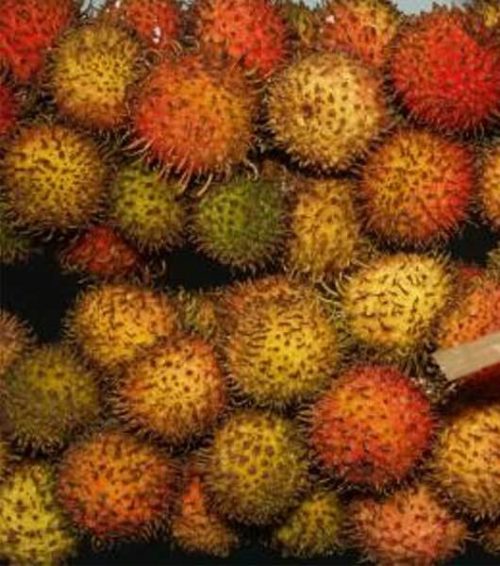 Bibit rambutan Rapiah