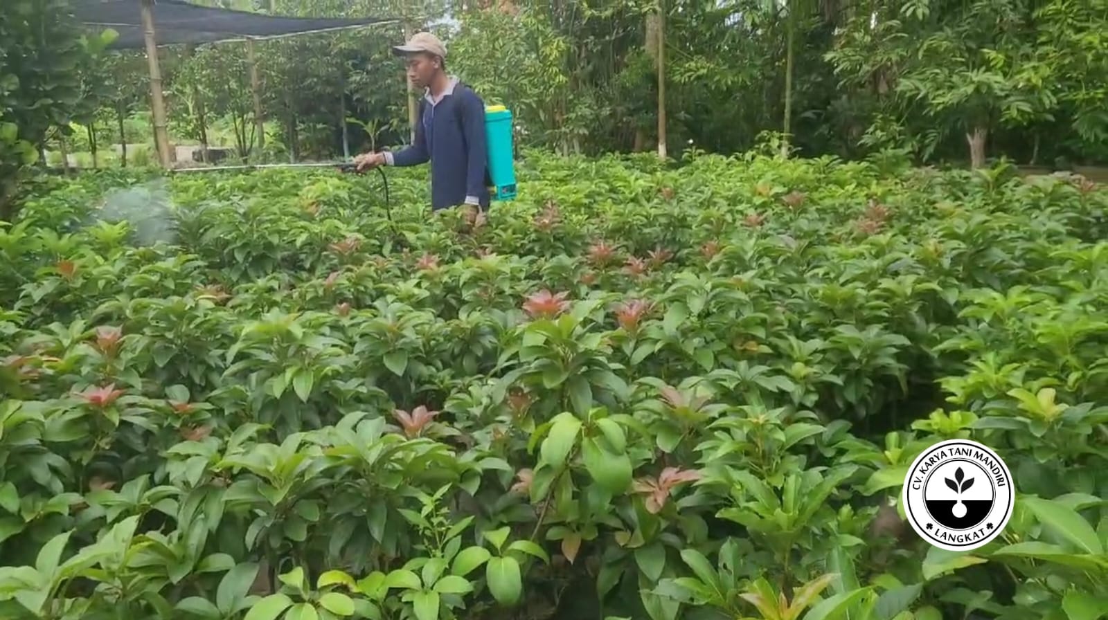 Cara Mencegah Hama Serangga Pemakan Bunga agar Kebun Tetap Cantik