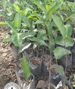 Bibit Cempedak Guling