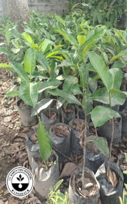 Bibit Cempedak Guling