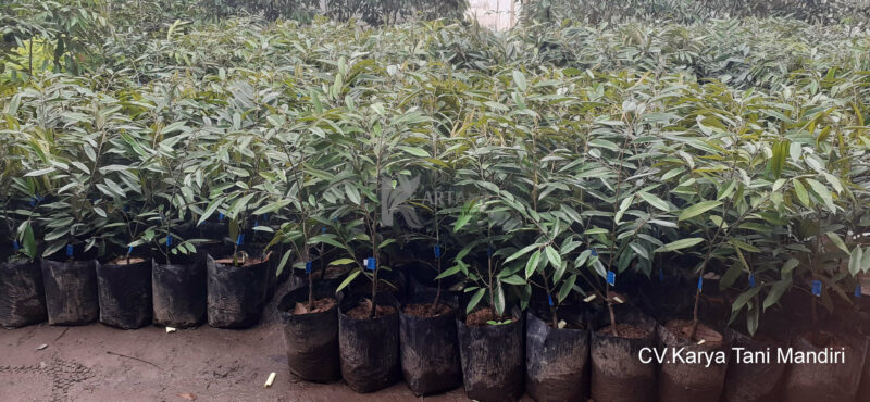 Durian MK Hortimart
