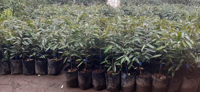 Durian MK Hortimart
