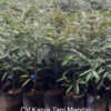 Durian MK Hortimart produk