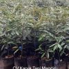 Durian MK Hortimart produk