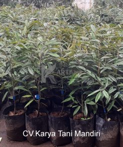 Durian MK Hortimart produk