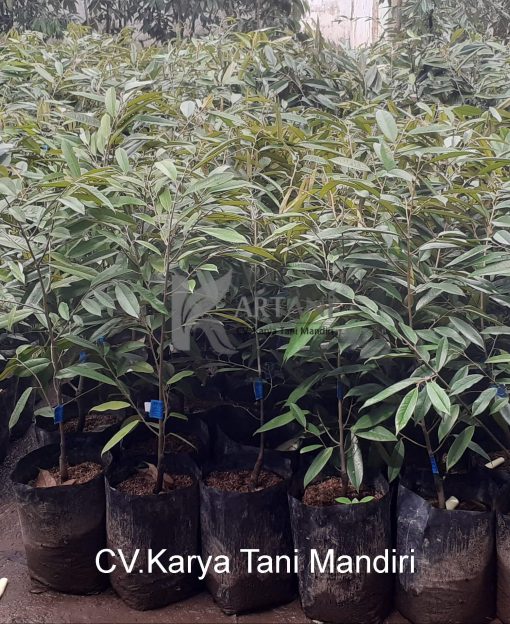 Durian MK Hortimart produk