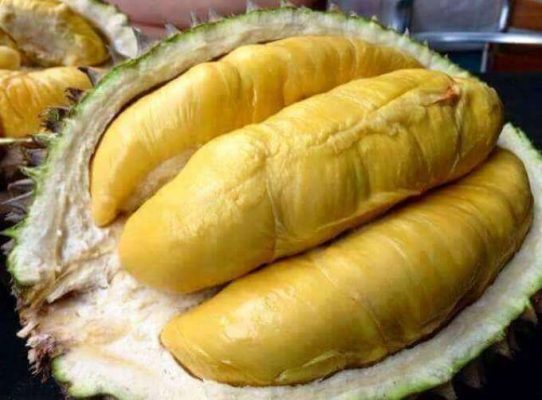 Durian Montong