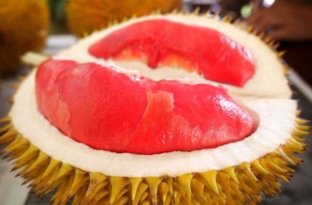 Durian merah