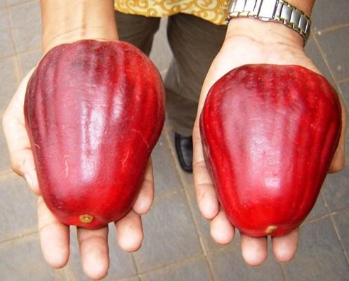 Jambu bol jamaika