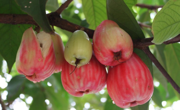 Jual Bibit Jambu Bol  Jamaika Unggul Termurah Kartani co id